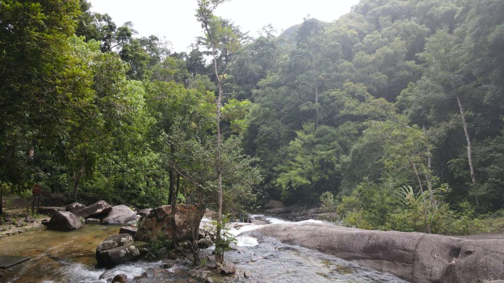 forêt traversée par une rivière